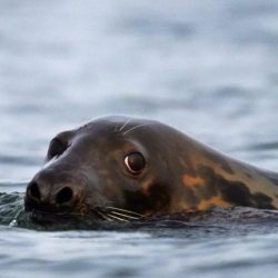 Too_Many_Seals__21243