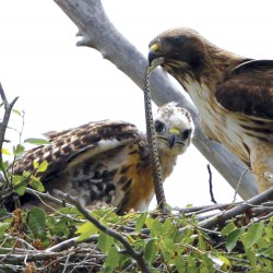 Redtail Hawk, Rocky Mountain Wildlife Refuge