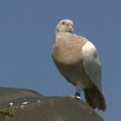 Australia_Pigeon_53586