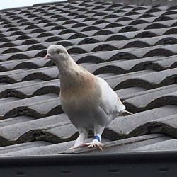 Australia_Trans-Pacific_Pigeon_26920