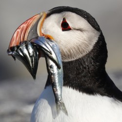 Puffin_Rebound_29234