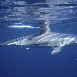 Shark_Decline_57805