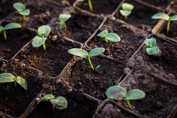 Cucumber seedlings.