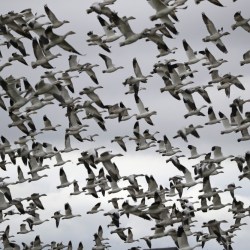 Trump_Bird_Deaths_66211