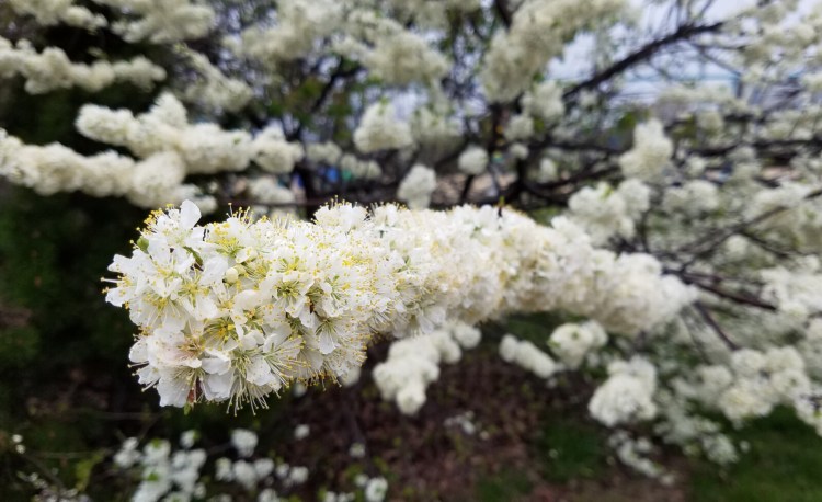 Beach (over)development in Maine has put the native beach plum (prunus maritima) on the state's critically imperiled list, which the state defines as "extreme rarity." 