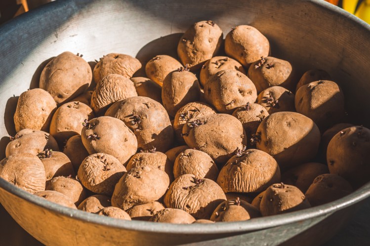 The time to plant potatoes is now. You can harvest a few beginning in July, but the real harvest comes in the fall. 