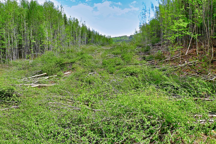 This undated photo from opponents of the New England Clean Energy Connect power corridor shows trees being cleared in western Maine. The group accused CMP of cutting too wide a swath, but state regulators disagreed.