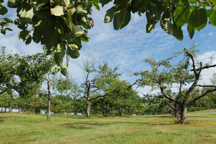 The Tower Hill Botanic Garden orchard in 2014. 