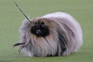 Westminster_Dog_Show_27706