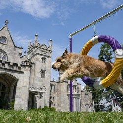 Westminster_Dog_Show_33410