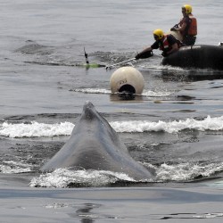 Whale_Entanglement_36853