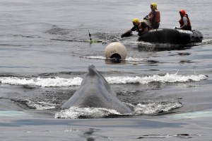 Whale_Entanglement_36853