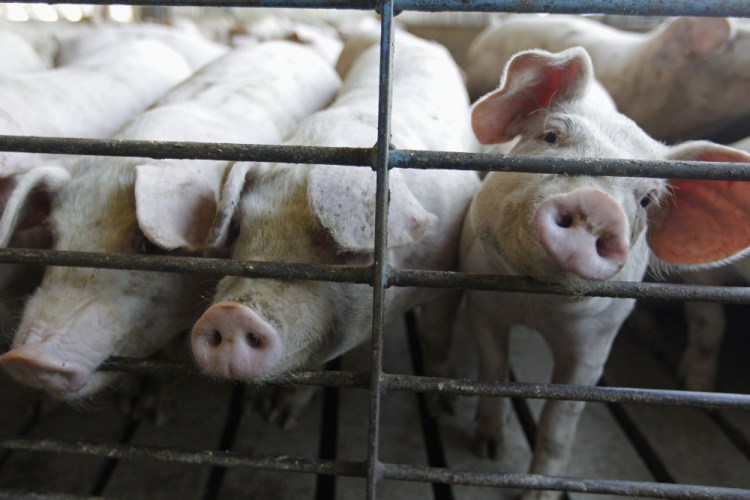 The Biden administration plans to revive a set of rules designed to protect the rights of farmers who raise cows, chickens and hogs against the country's largest meat processors.