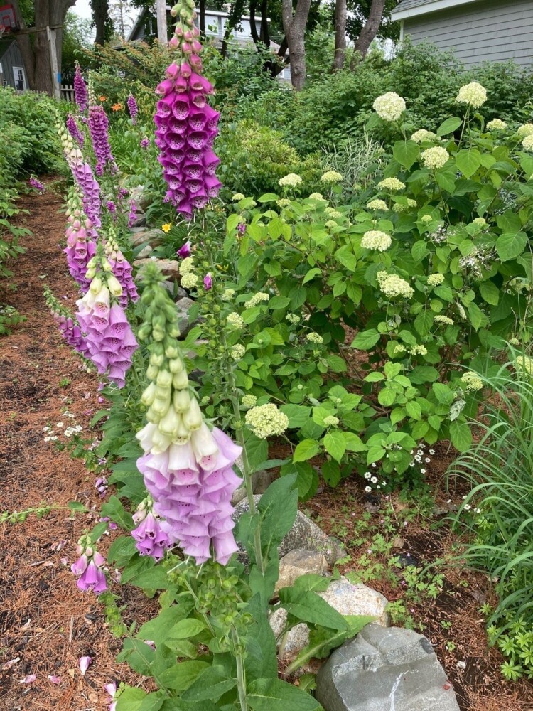 It was a good year for foxgloves in columnist Tom Atwell's garden. 