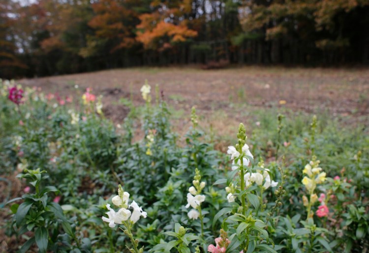 WESTPORT ISLAND, ME - OCTOBER 31: Kyle DePietro and Angie Trombley are opening a craft brewery at Tarbox Farm in Westport Island, where they eventually hope to have a tasting room, self-guided farm tours and cross country skiing. (Staff photo by Derek Davis/Staff Photographer)