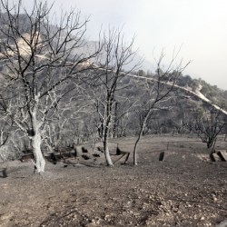 Algeria Fires