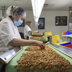 Drought Thirsty Almonds