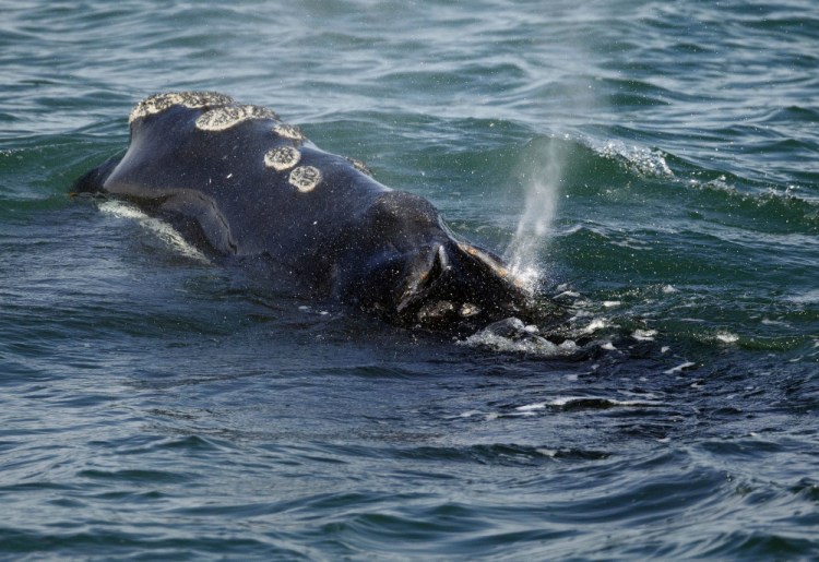 A North Atlantic right whale feeds on the surface of Cape Cod bay off the coast of Plymouth, Mass., in 2018. 