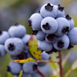 Blueberry Bounce Back