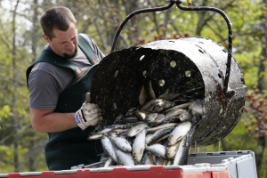 Herring Disaster