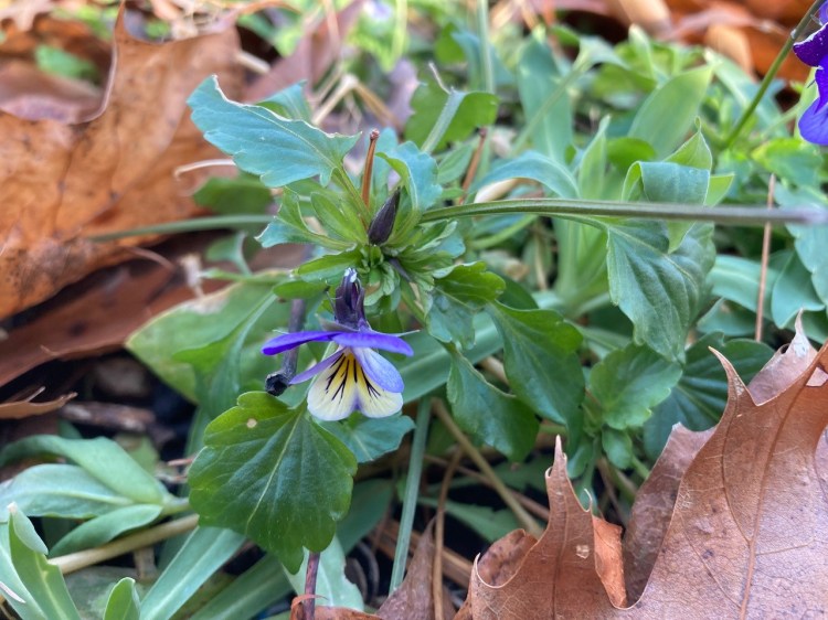 Johnny-jump-ups, aka violas, in bloom in Tom Atwell's garden on December 7. Late-blooming flowers are nice, but truth be told worrisome. 