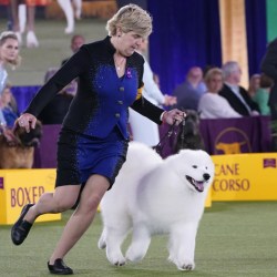 Virus Outbreak Dog Show
