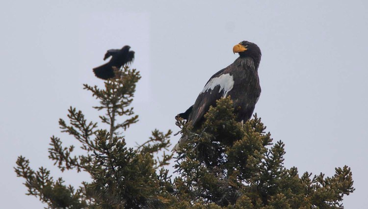 A Steller's sea eagle is seen off Georgetown, near a crow. 