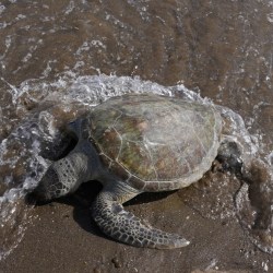 Emirates Dying Turtles