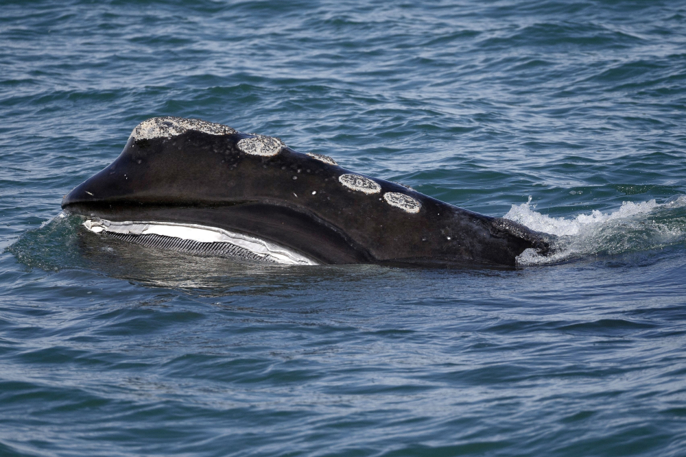 Right Whale Protection