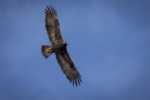 Eagles Killed Wind Turbines