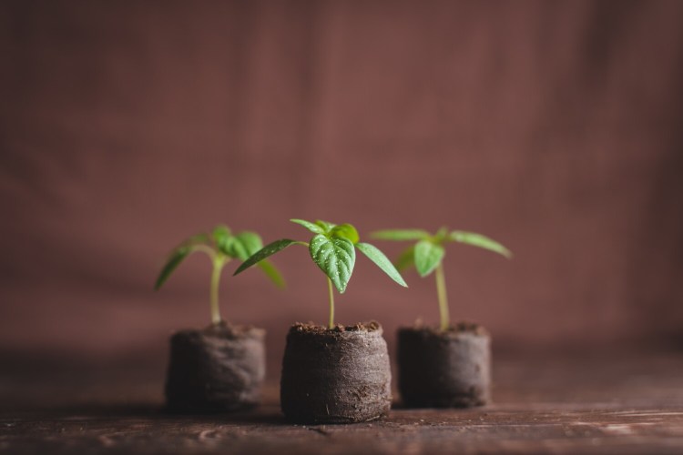 Peppers grow in peat. Peat has been a common planting medium for at least a century, but scientists now say such use has grave environmental consequences and hastens climate change. 