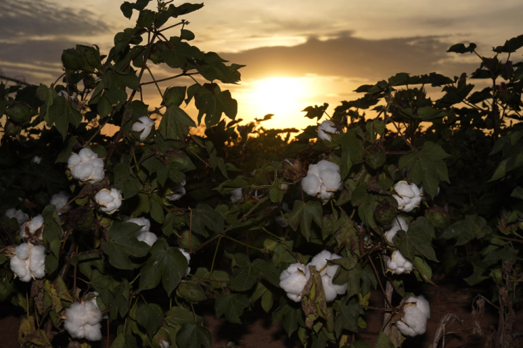 Texas Drought Cotton Production