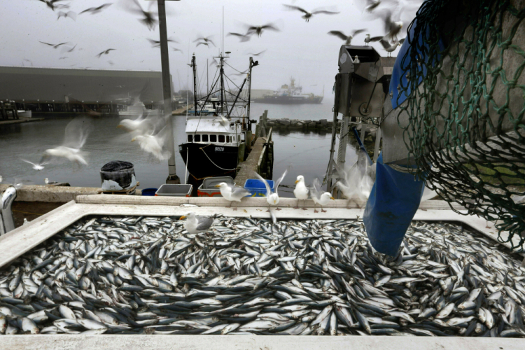 Fishing Monitors