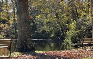 Gardening Fall Foliage