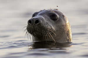 Seal Facial Recognition