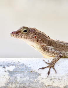 Puerto Rico Lizards