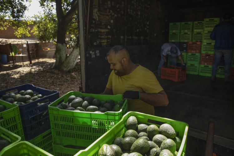 Mexico Avocados