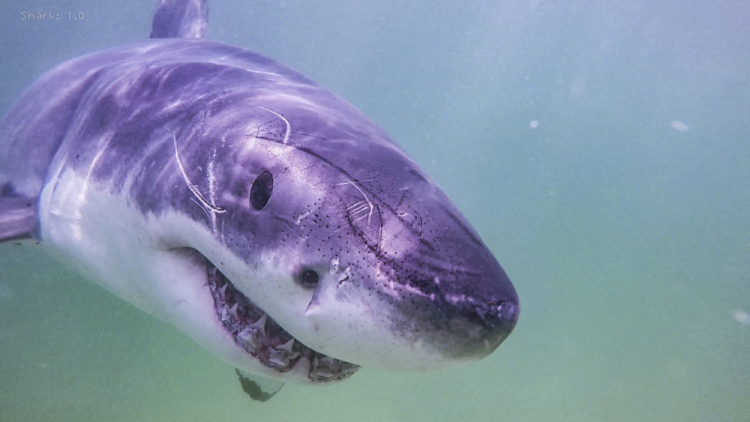 Cape Cod Sharks