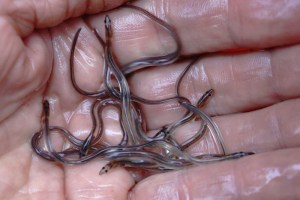 Baby Eel Fishing