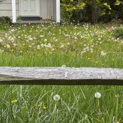 Gardening-No Mow May?