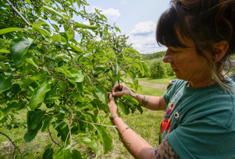 Frost Damage Vineyards Orchards