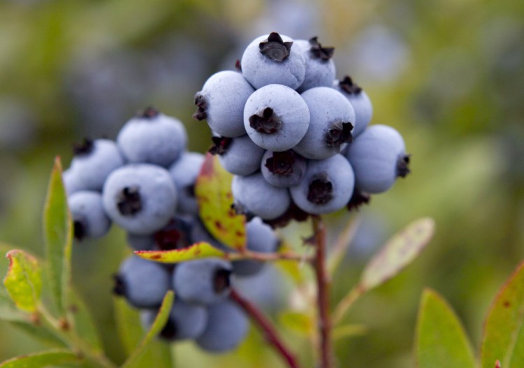 Wild Blueberries