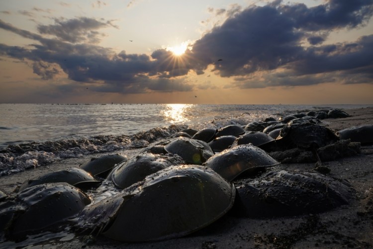 Horseshoe Crab Blood Harvest