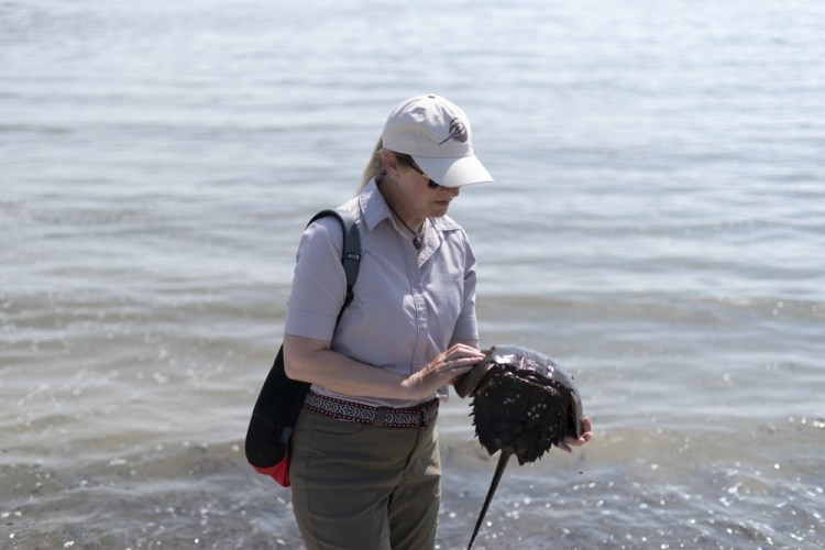 Horseshoe Crab Blood Harvest