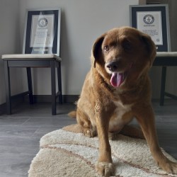 Portugal Oldest Dog Dies