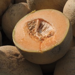 Cantaloupe Salmonella