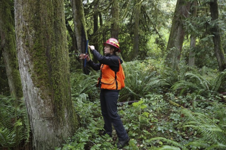 Climate Trees Dying