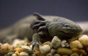 Mexico Axolotl Fundraiser