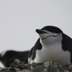 Napping Penguins