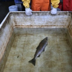 Tire Chemical Salmon